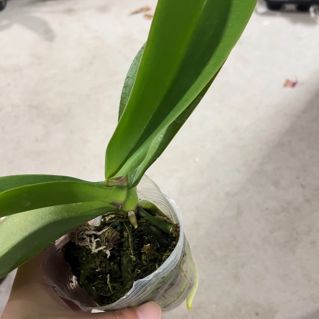 当前无花栽培后可以开花处理盲盒破损苗请凑单