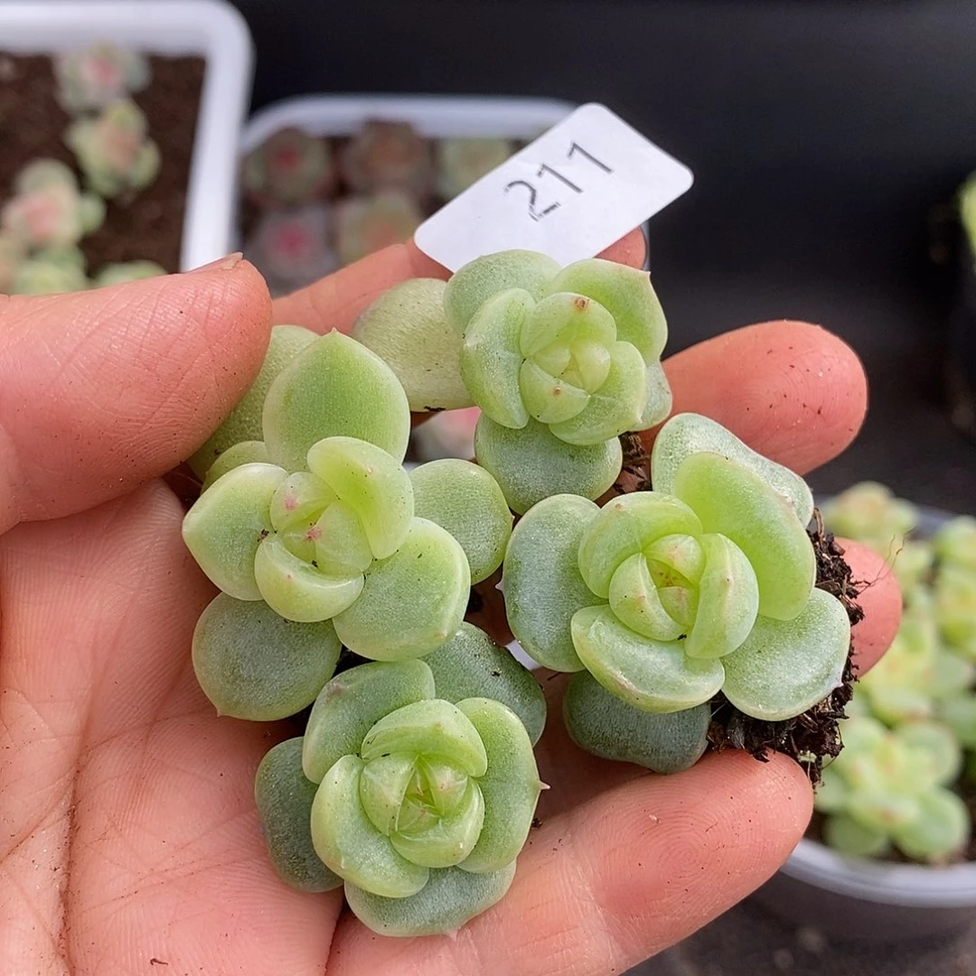 一物一拍一物一拍1024-211