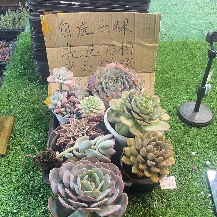 3827，微瑕，不售后，介意勿拍