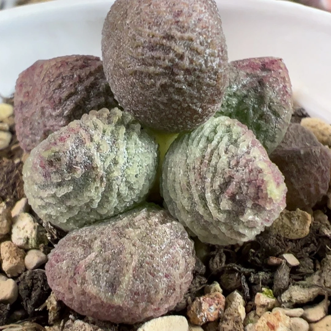 实生新品多肉植物水泡多肉植物