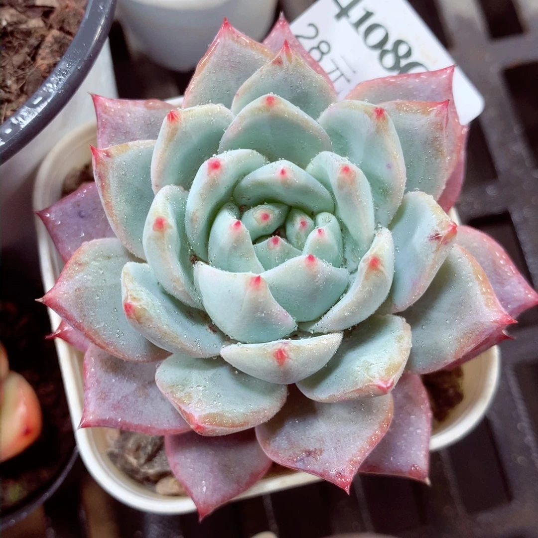 5厘米盆精控多肉4108