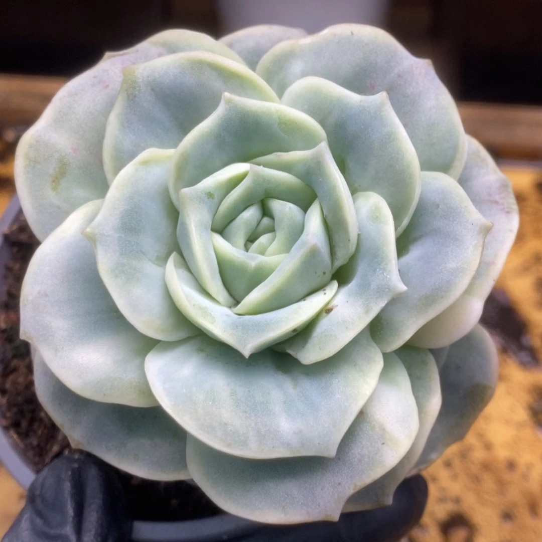 251可爱玫瑰锦锦锦锦锦