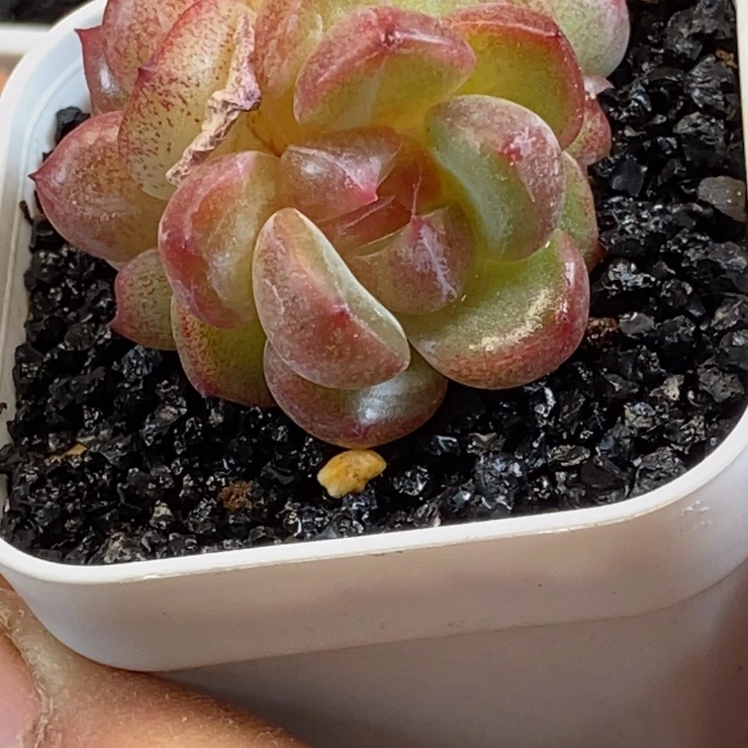 天官赐福百无禁忌