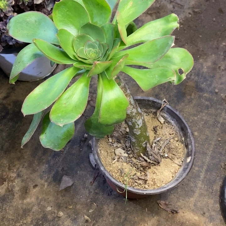 星***辰燕姿多肉断头不包1499