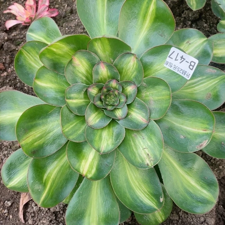 417艳资中班多肉1，12345678