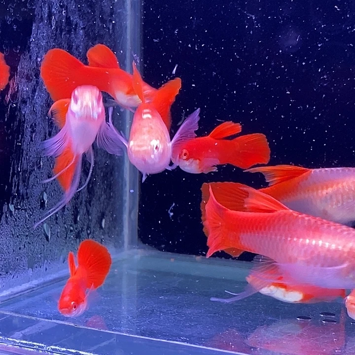 孔雀鱼血红飘西5对