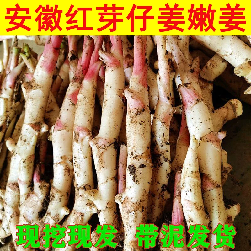 当季新鲜带泥现挖红芽嫩仔姜可醋泡的蔬菜生姜