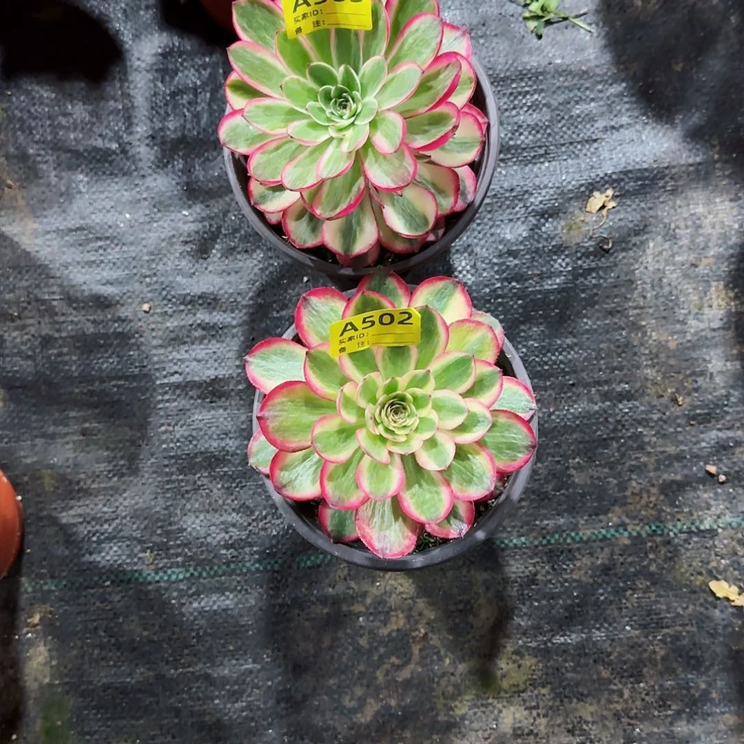 倾城法师多肉植物组合503502