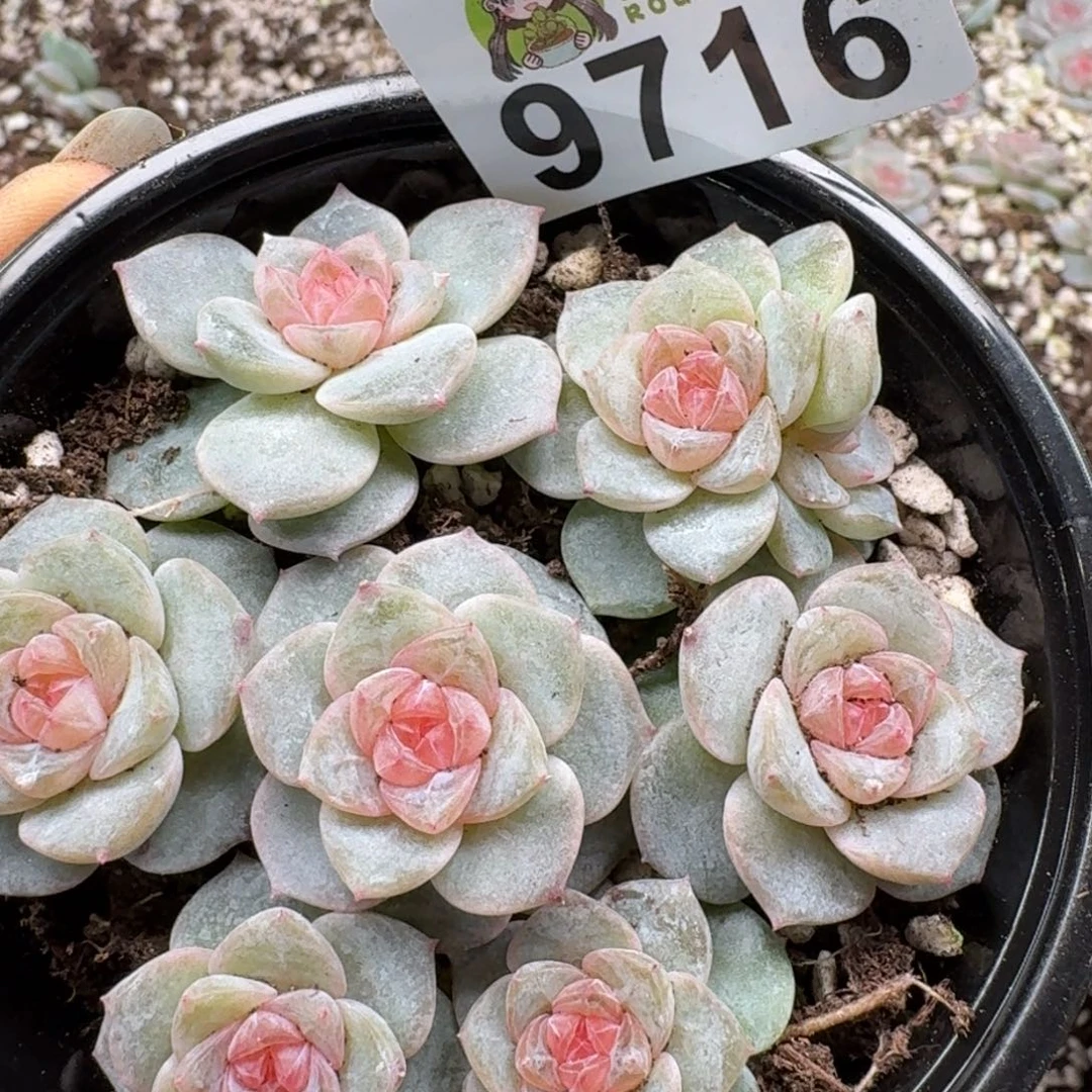 多肉植物多肉植物