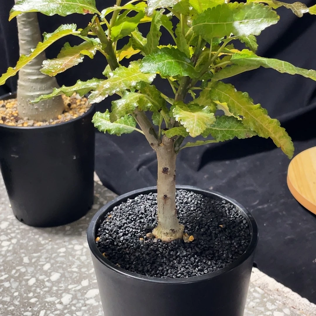 轻***梭啵啵乳香6666666666666666