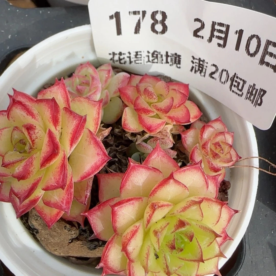 花语逸境0210-178