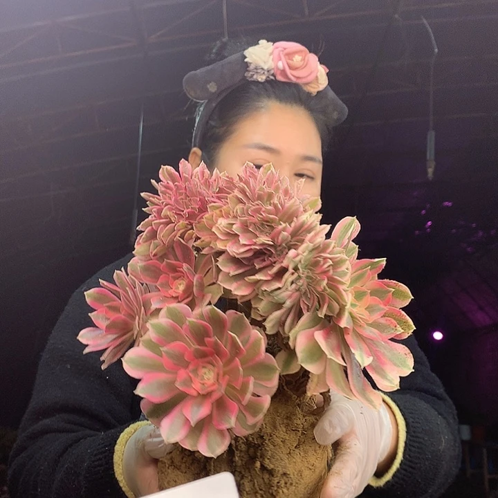 柒柒精品多肉脱土发货不包断侧枝不包售后S732