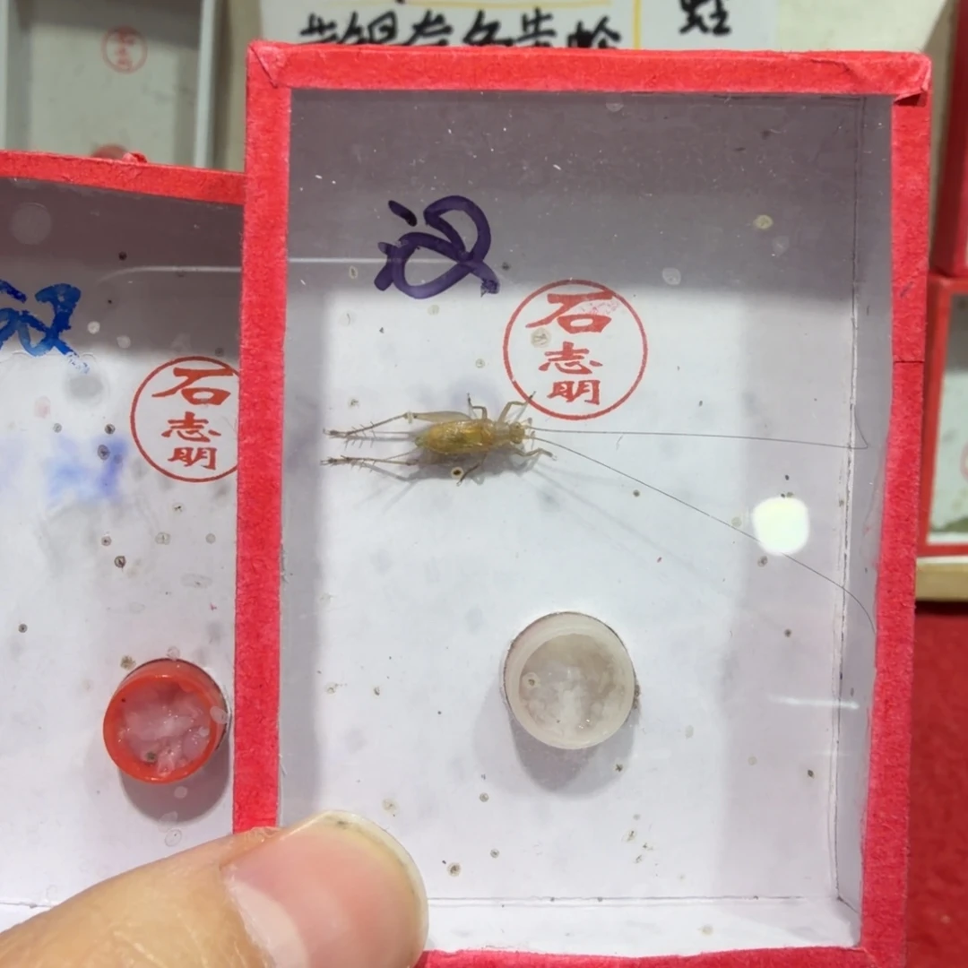 蟋蟀石老师二条汊口包邮