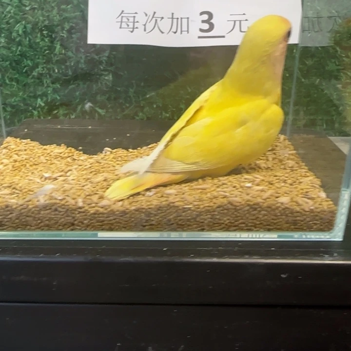 虎皮鹦鹉牡丹黄桃鹦鹉