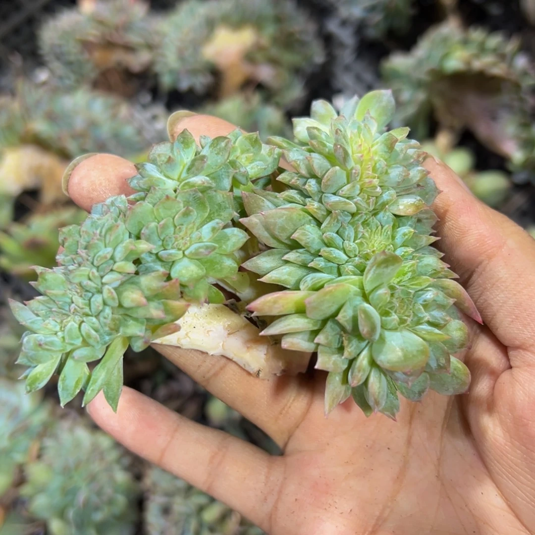 泡***ᐝ橙色水蜜桃冰魄缀微瑕