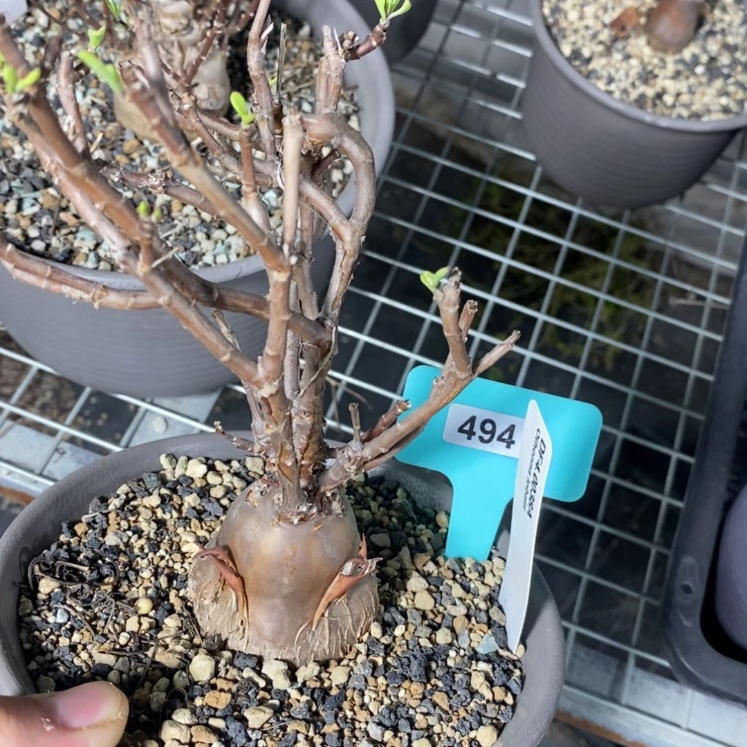 瓶干厚炖菊一个多肉