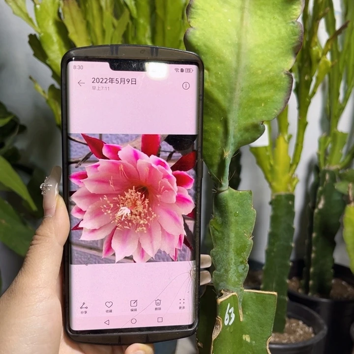 当前无花栽培后可以开花609