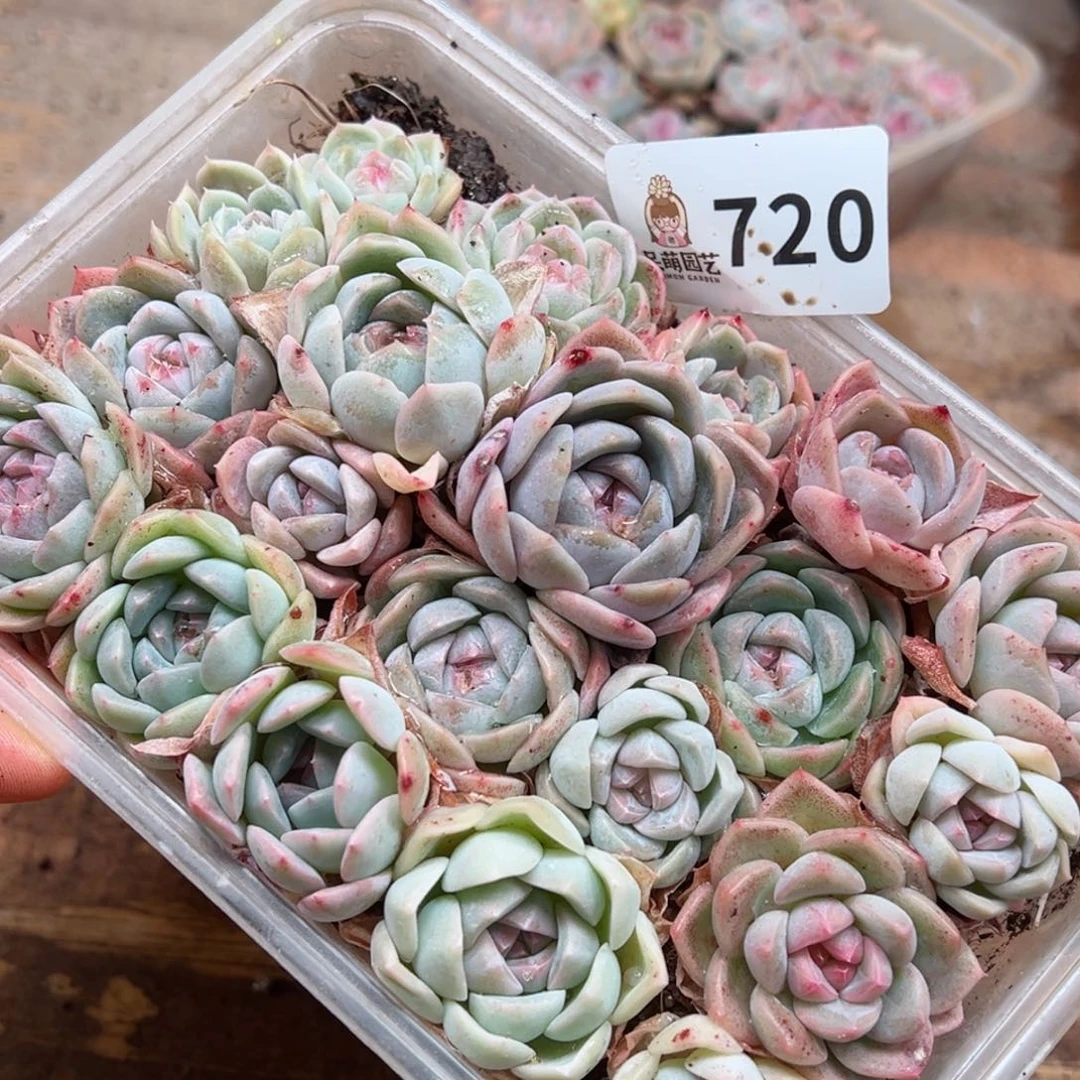 多肉植物多肉植物