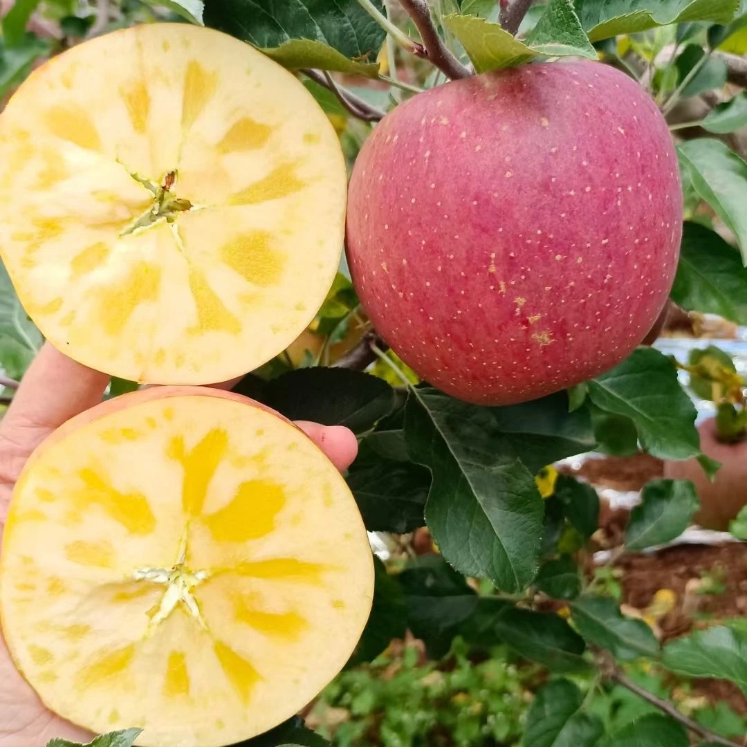 1【保证糖心率】正宗四川冰糖心丑苹果当季新鲜水果脆甜果香浓郁