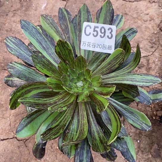 593原始绿水墨多肉