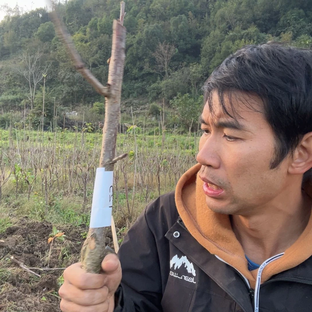 当前无花栽培后可以开花125不包活不能退