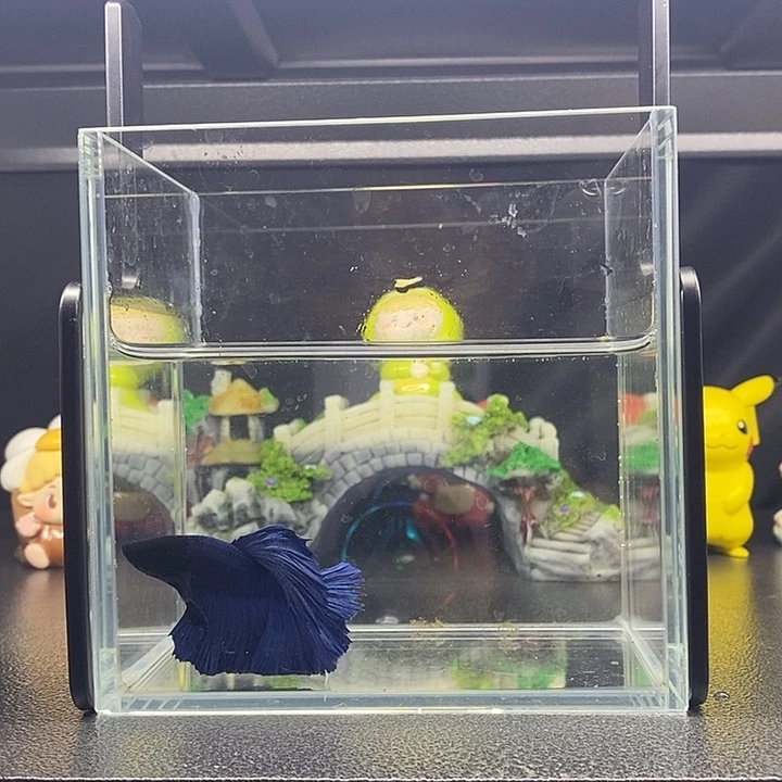 海水鱼大蓝袍半月