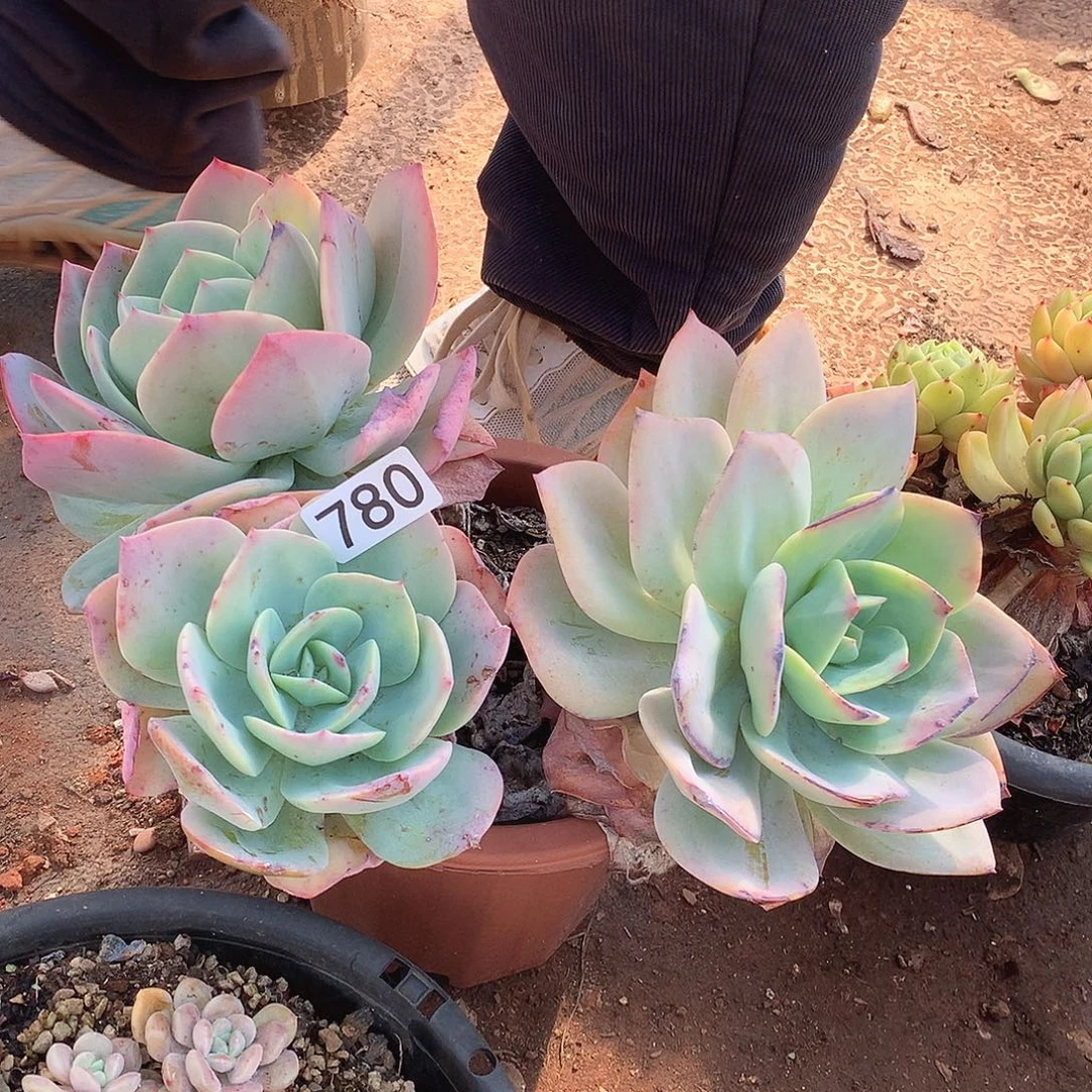 780血凤一物一拍多肉