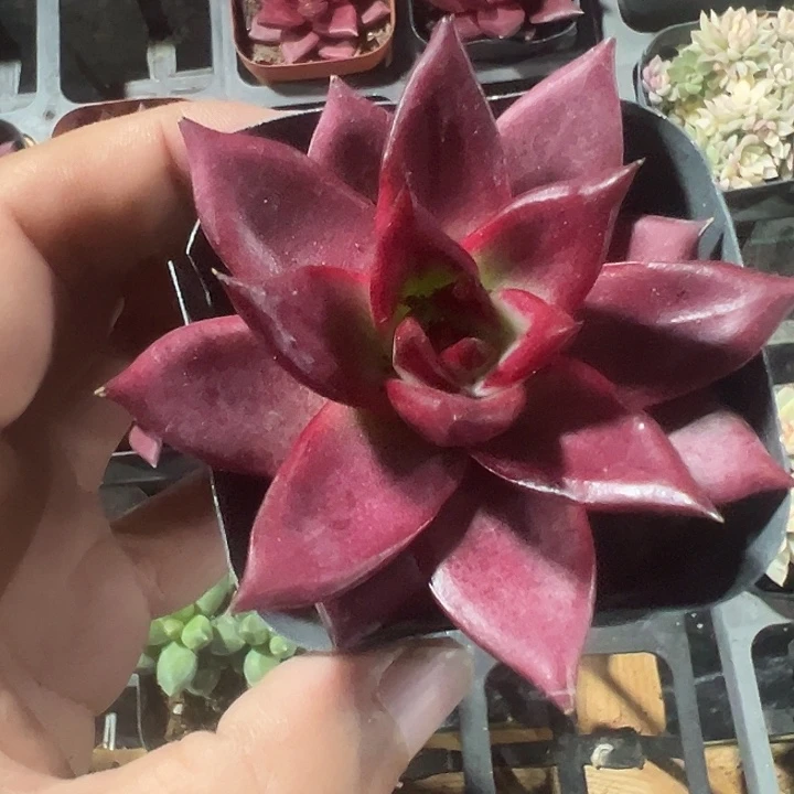 罗宾精品多肉植物