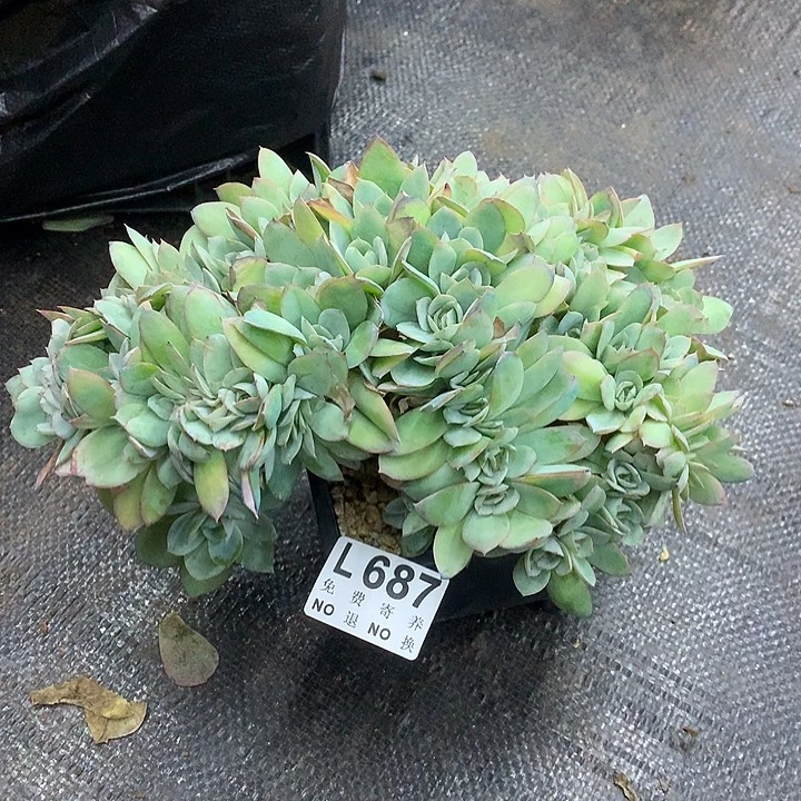 参数缀化 多肉植物 9.27号左右发