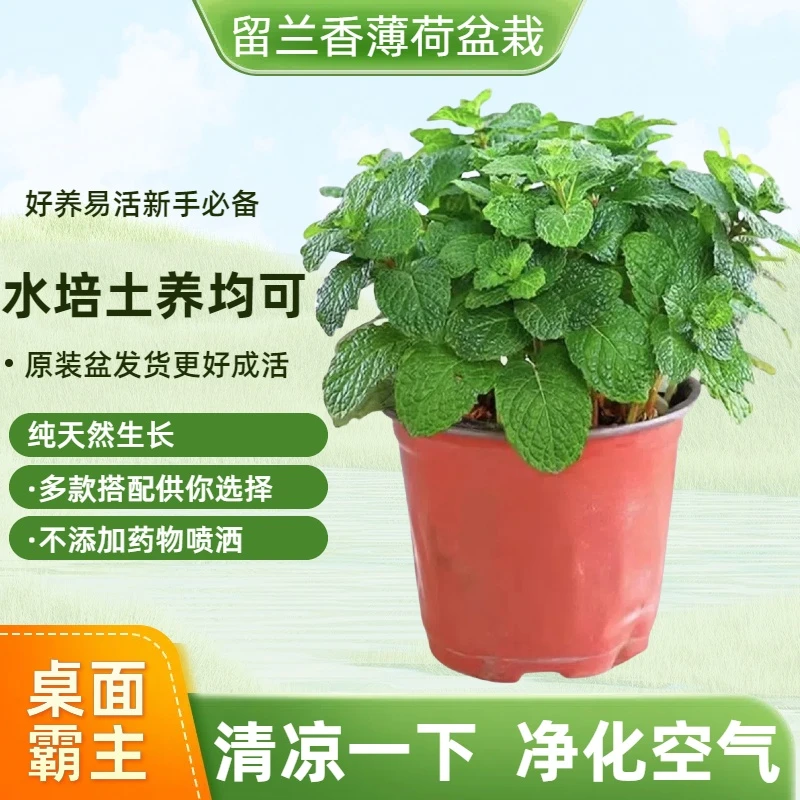 【驱蚊驱虫】可食用提神薄荷盆栽卧室阳台桌摆好养活驱蚊净空气绿植