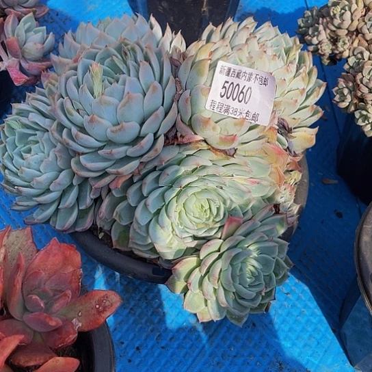 老*孤星50060多肉