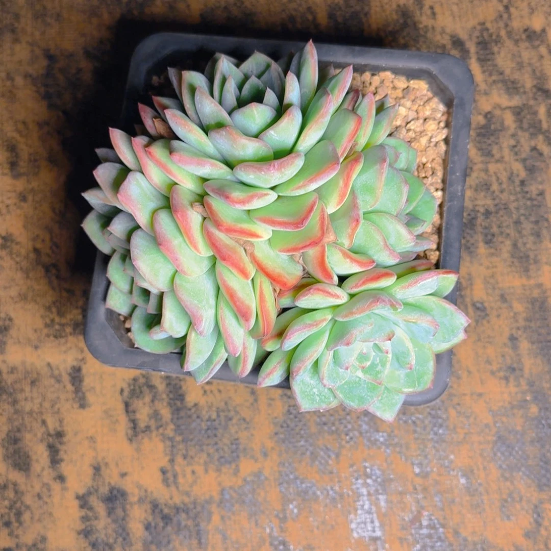 泡芙福利1111111111111