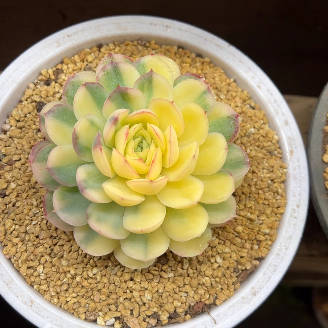 草莓冰锦 夏鸣园艺