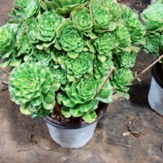 莫***忘无花朵翡翠琉璃法师多肉植物53号