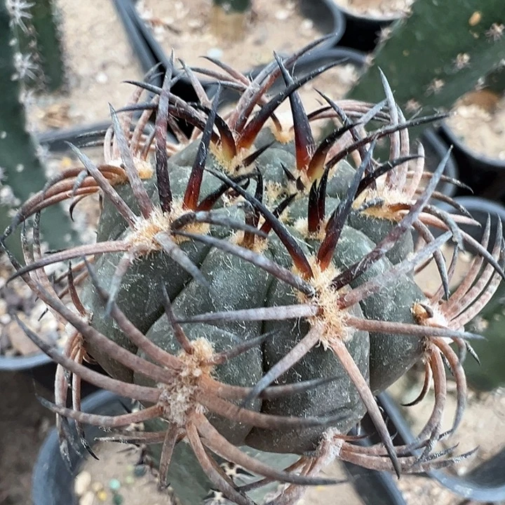 环纹刺阵太刀。 苗接。