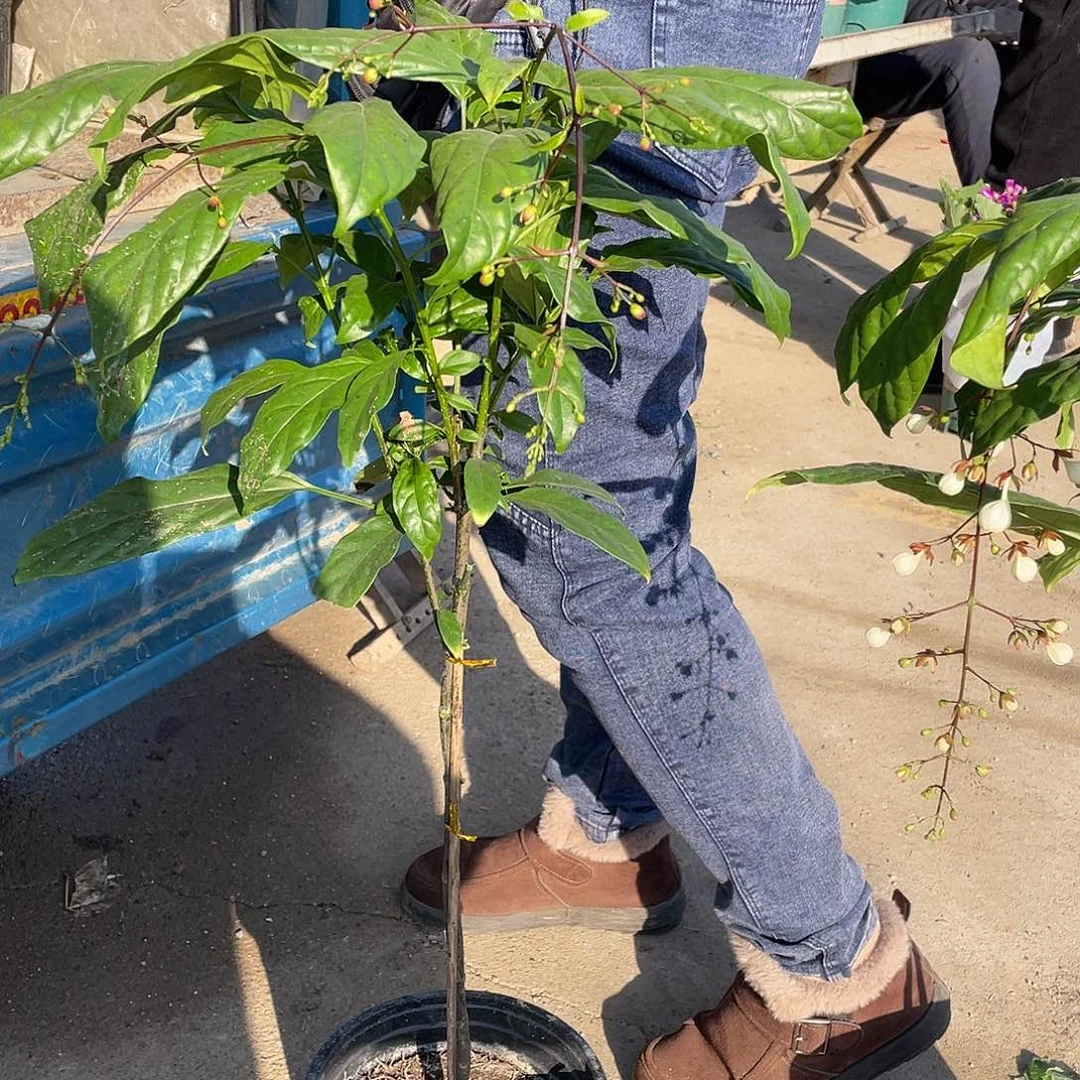 完全开放垂丝茉莉圆盆圆土发货棒棒糖