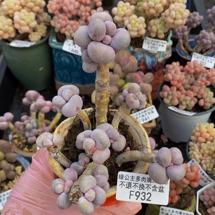 芭比奶洛老桩有砍932多肉