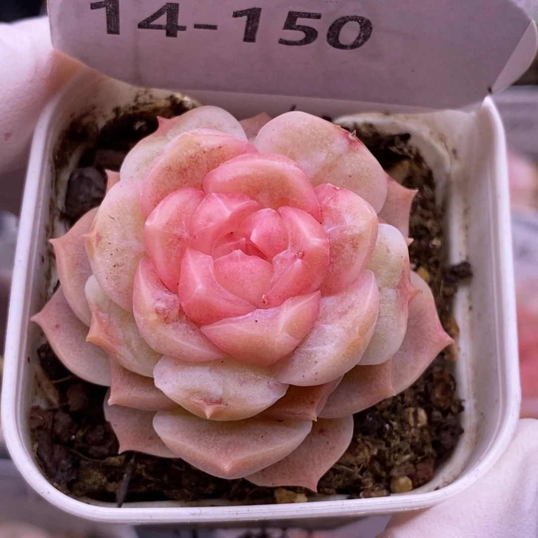 【闪购商品】14-150