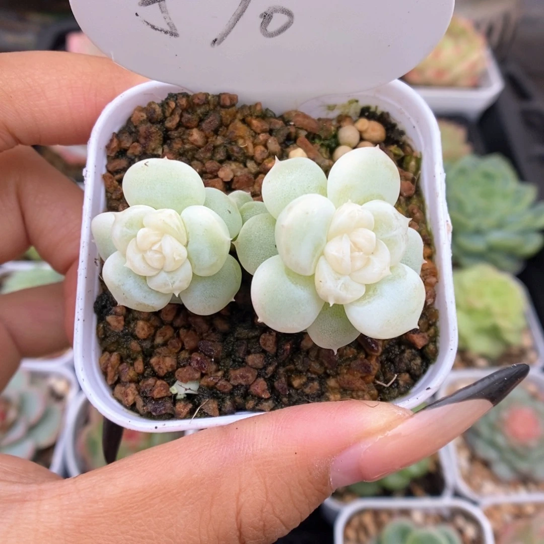 鱼****白金珍妮590号。