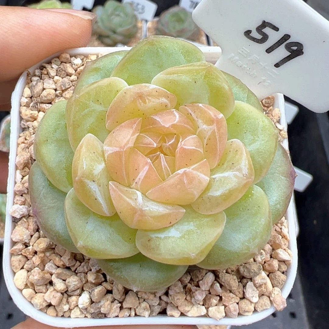 h***犀519号新品，专拍