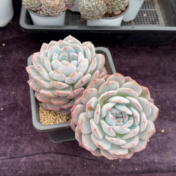 17厘米左右一物一拍得