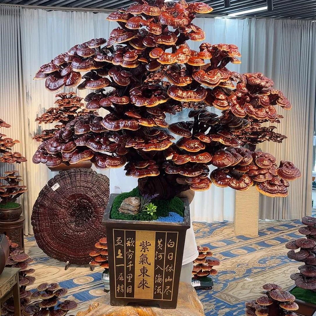 无花朵888888888888888