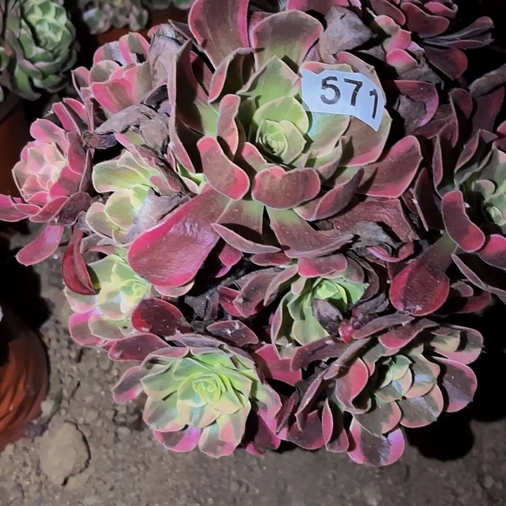 571凤冠多肉植物不售后