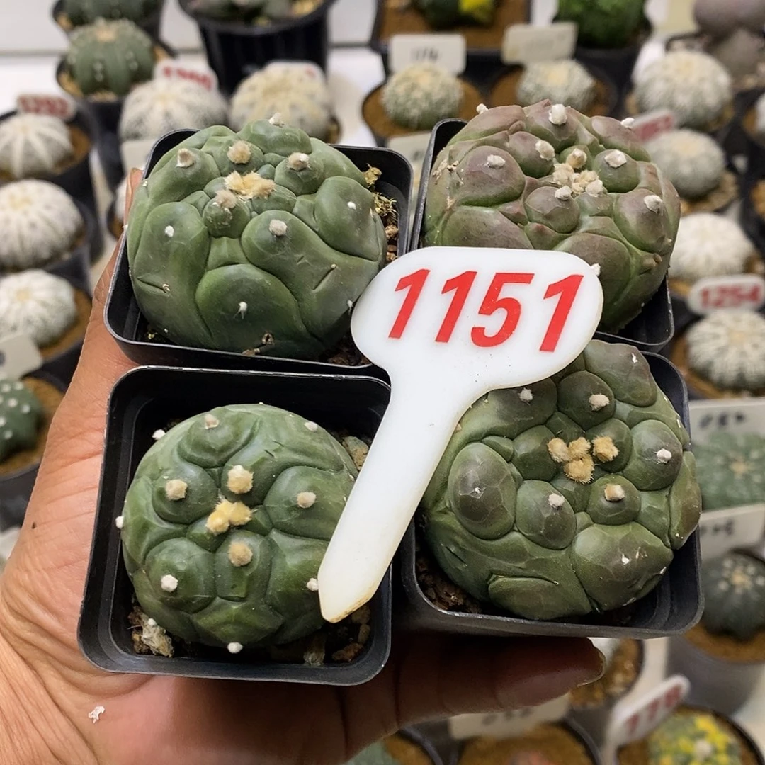 1151四个特价啦处理完