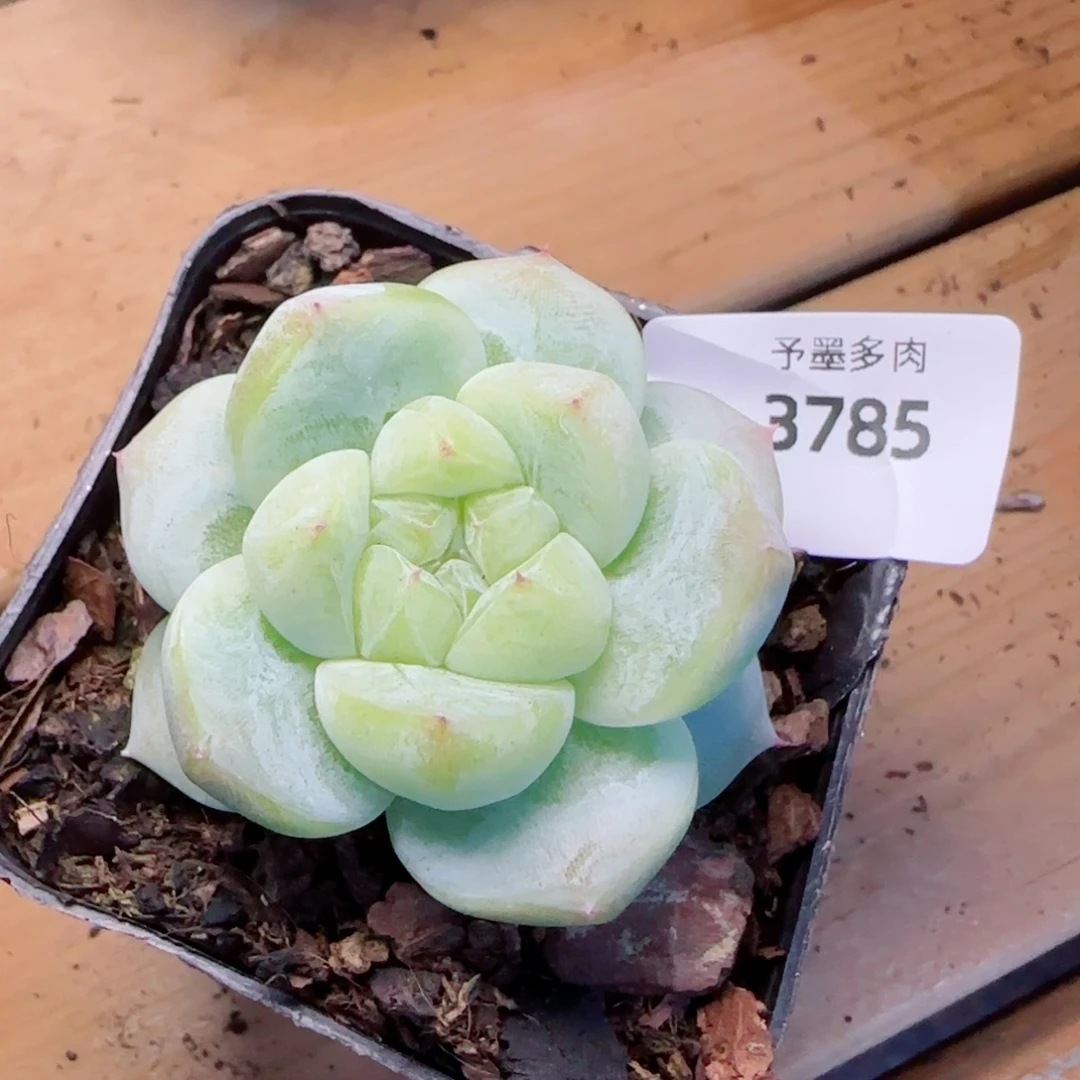 白泽珍妮，3785多肉植物