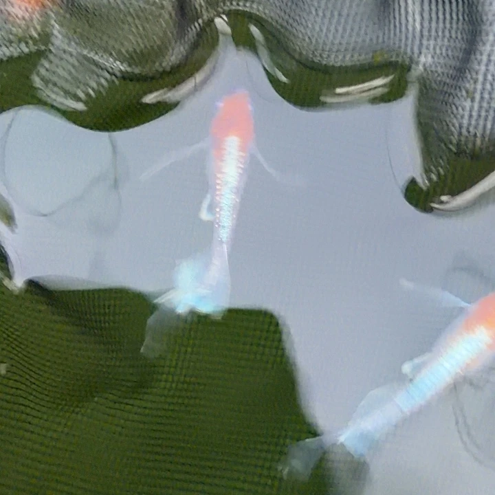 青鳉鱼编号 30 真长鳍 04 一对