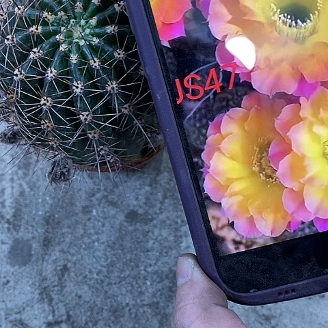 47仙人球。3578000