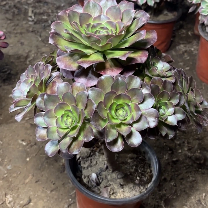 多肉植物法师魅金40