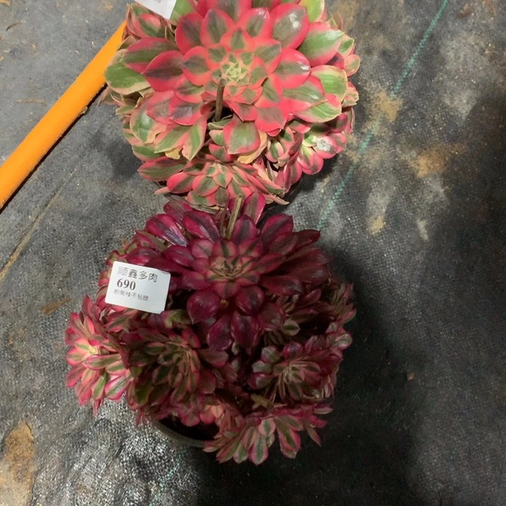 689.690多肉两颗包邮特价