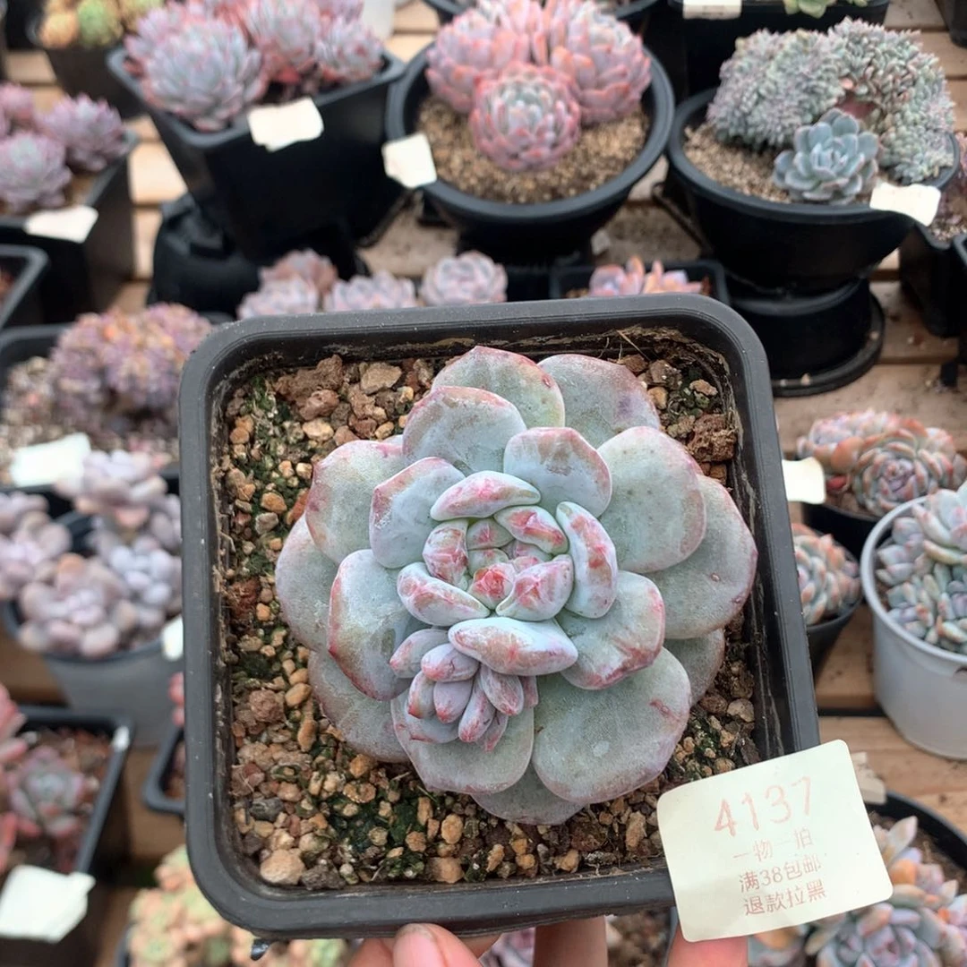 9厘米星影石化4137